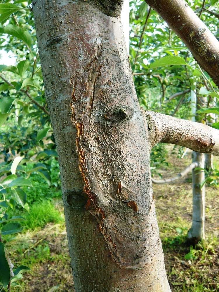 平成29年度に特に注意を要する病害虫 平成29年度に特に注意を要する病害虫